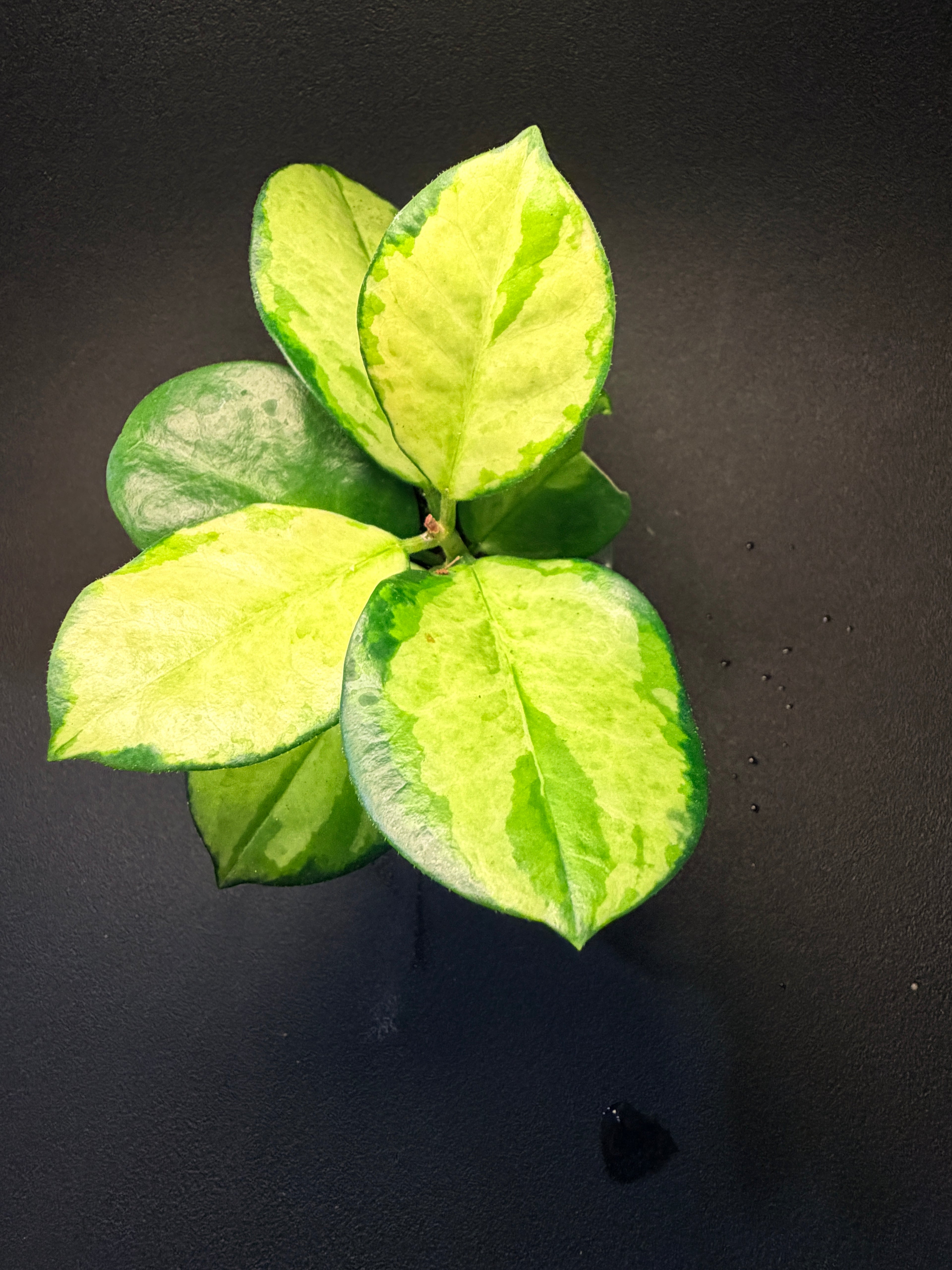 Hoya australis lisa
