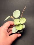 Hoya grey fairy
