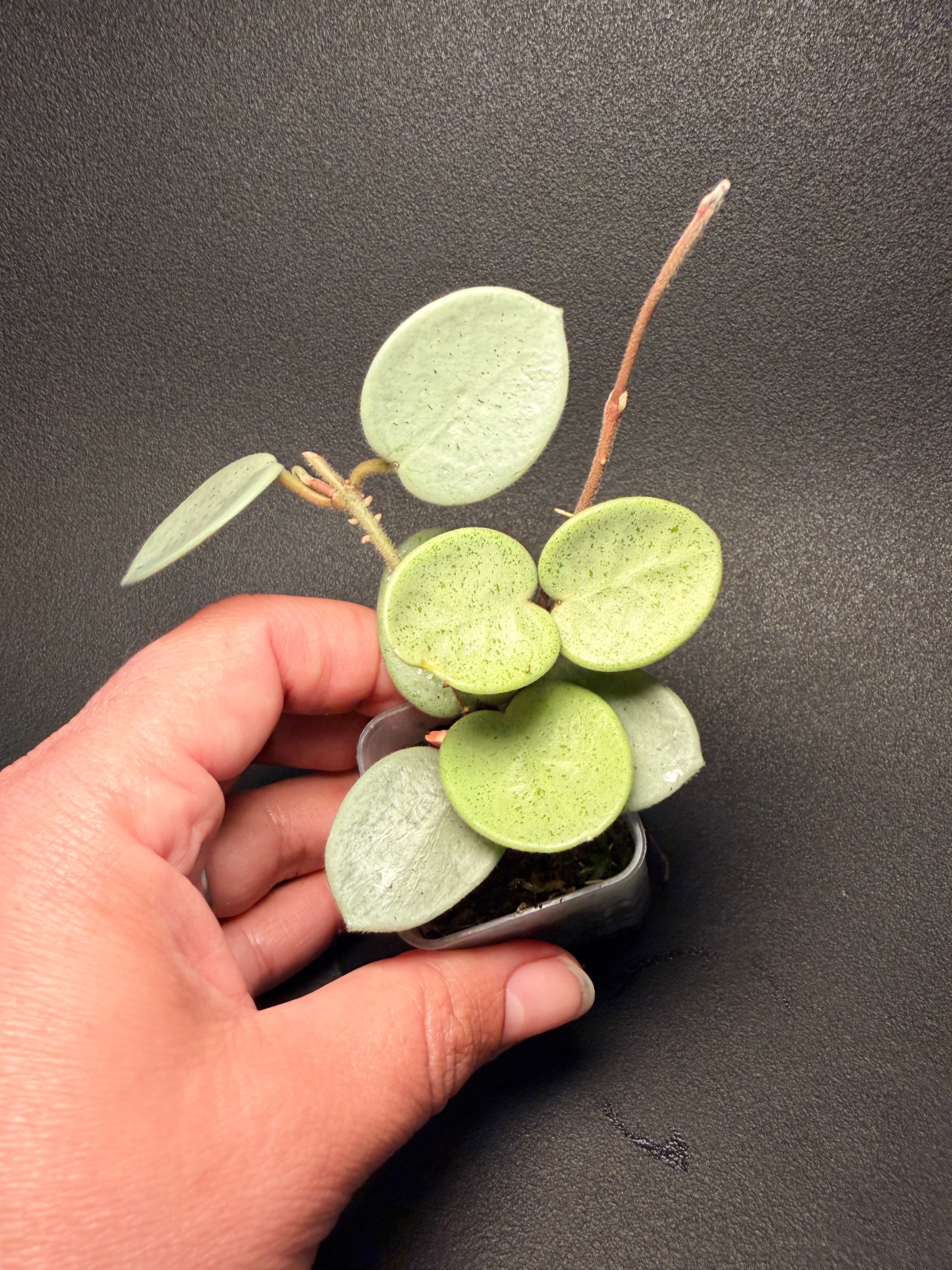 Hoya grey fairy