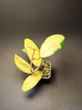 Hoya acuta inner variegated