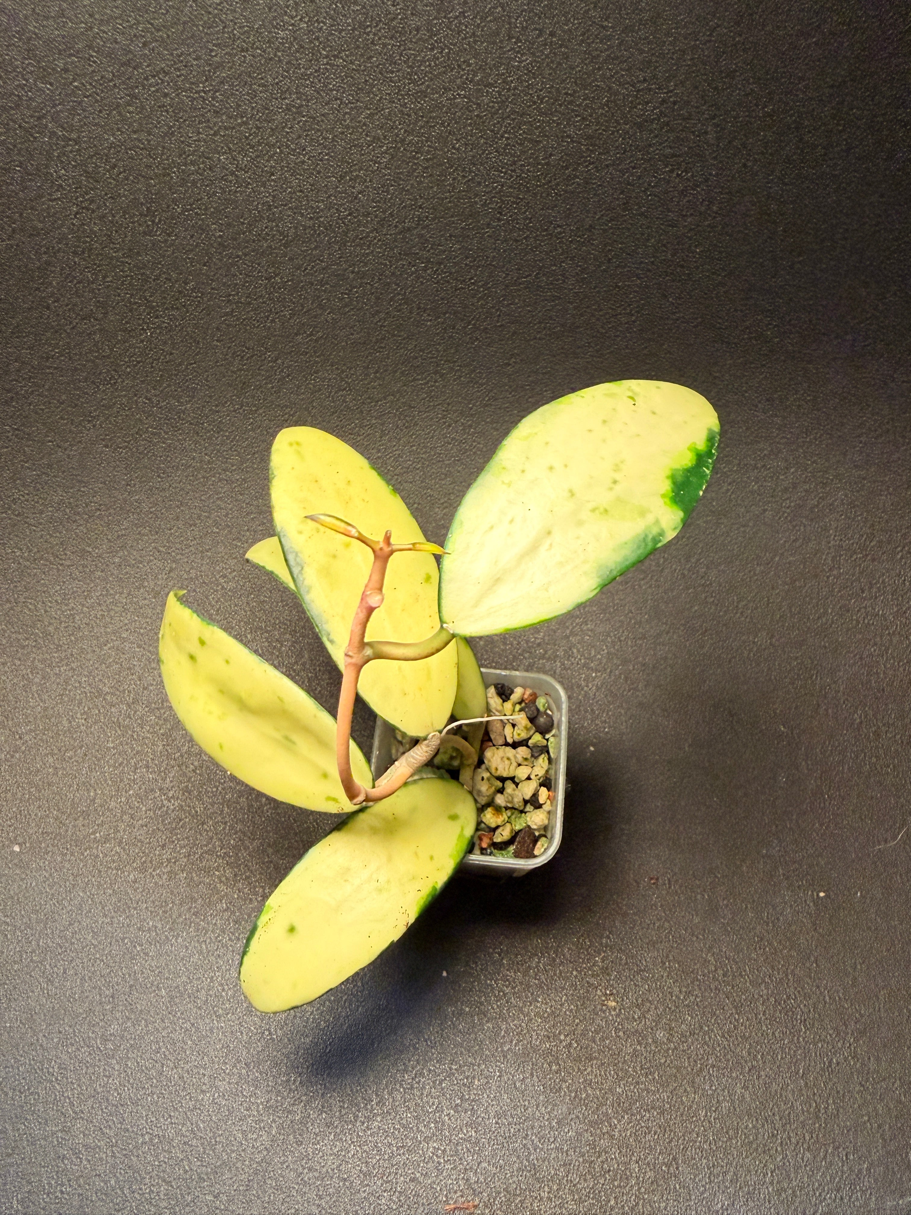 Hoya acuta inner variegated